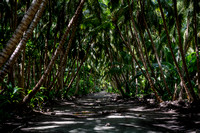 Tropical Pathways, Cocos Island